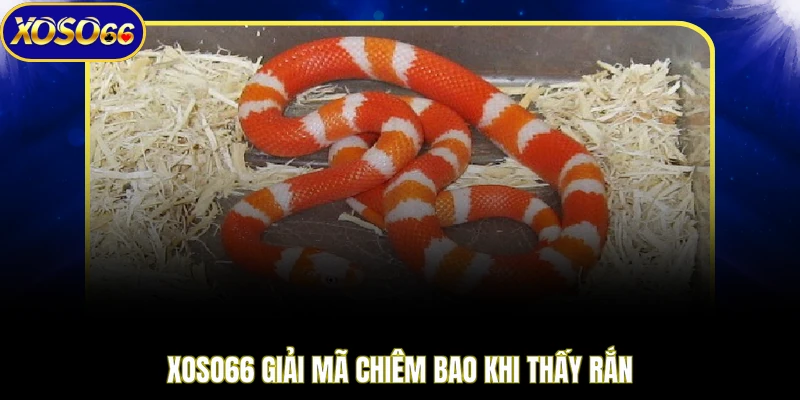 XOSO66 giải mã chiêm bao khi thấy rắn